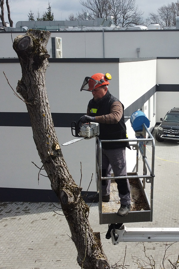 wycinka drzew metodą alpinistyczną Lublin